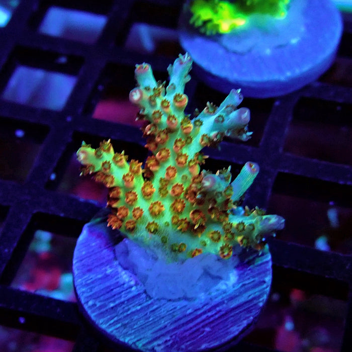 REx Red-Orange Firework Acro