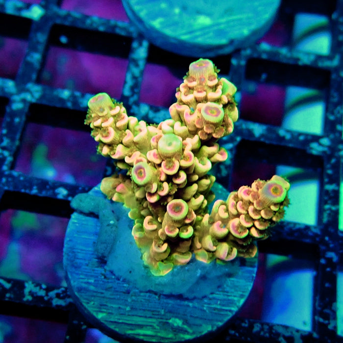Crazy Bright Tenuis Acro