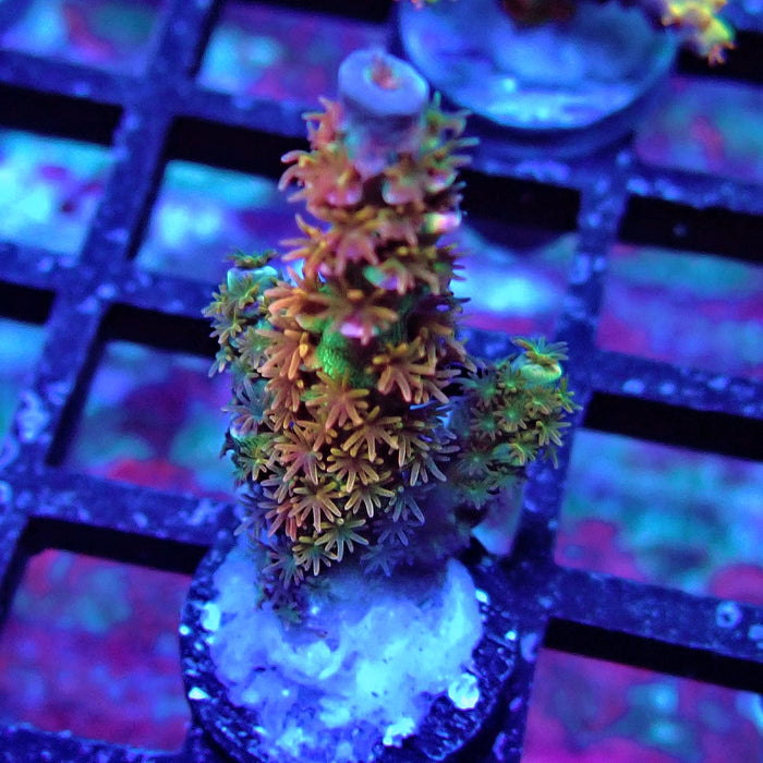REx Rainbow Fireworks Tenuis Acro