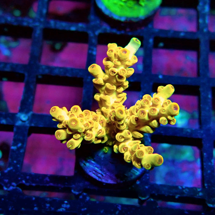 Orange Microclados Acro