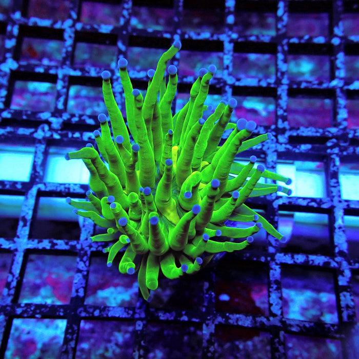 Ultra Green Torch Euphyllia