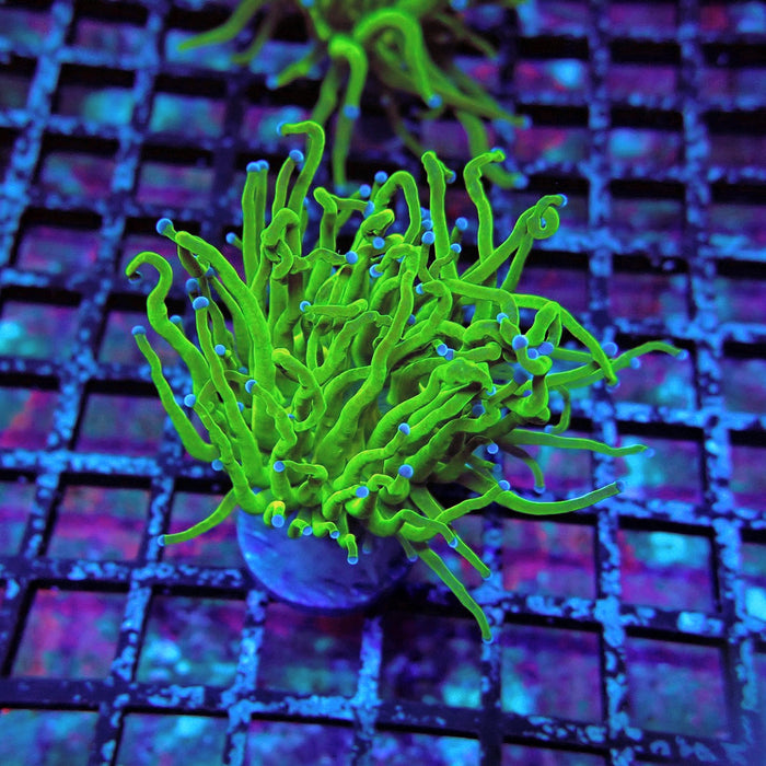 Ultra Green Torch Euphyllia