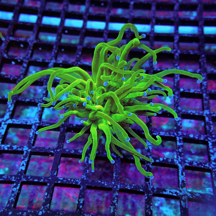 Ultra Green Torch Euphyllia