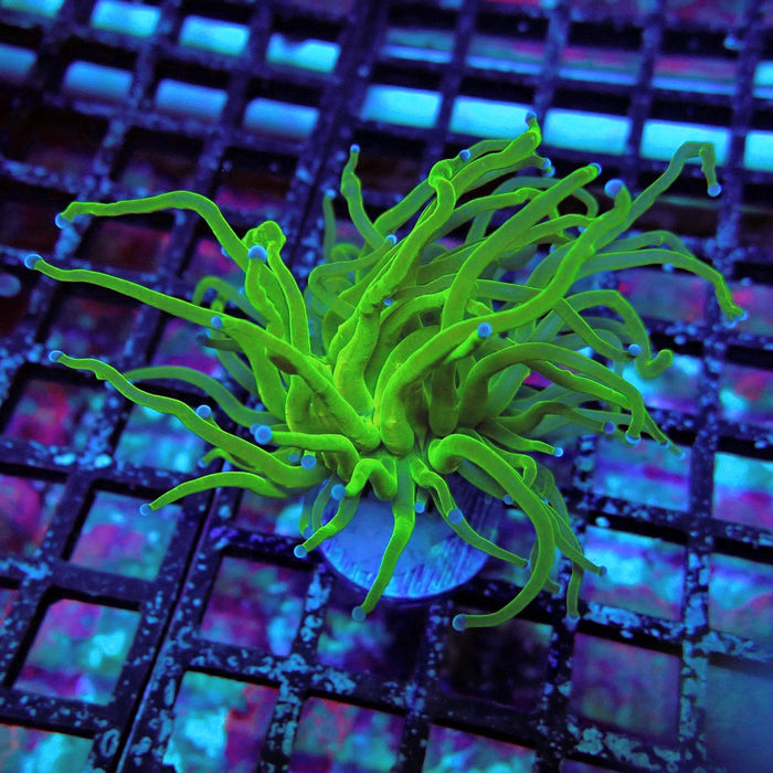 Ultra Green Torch Euphyllia