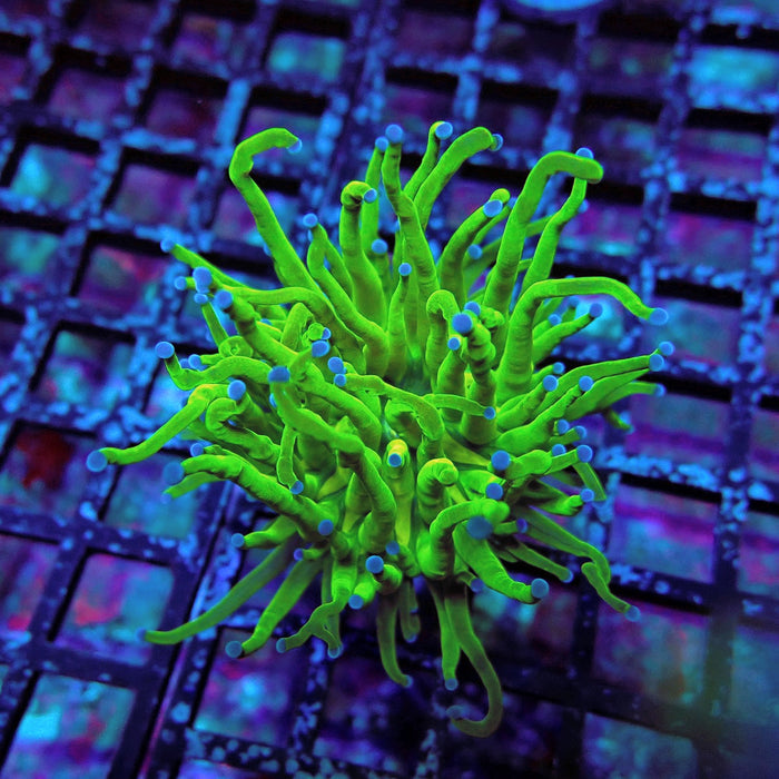 Ultra Green Torch Euphyllia