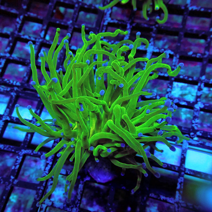 Ultra Green Torch Euphyllia