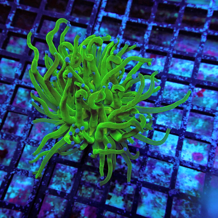 Ultra Green Torch Euphyllia