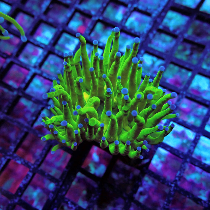Ultra Green Torch Euphyllia