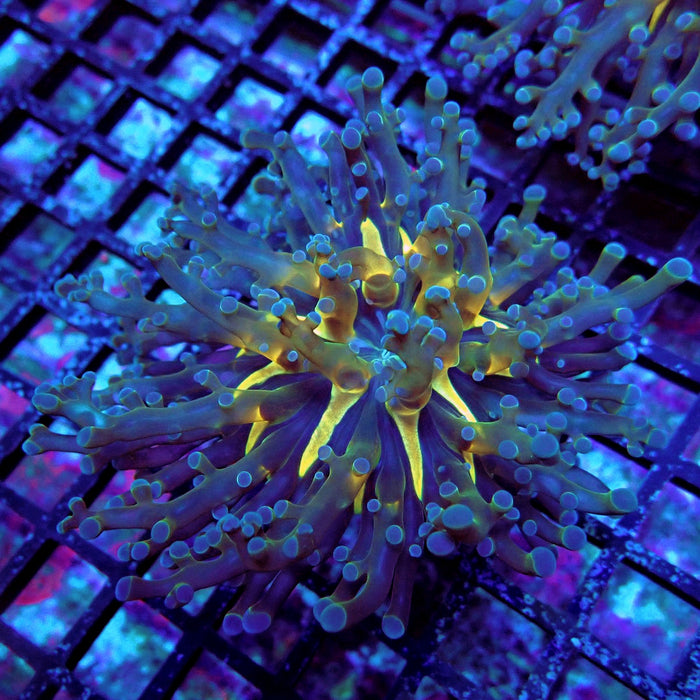 Blueberry Contrast Frogspawn Euphyllia