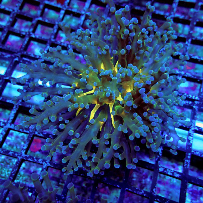 Blueberry Contrast Frogspawn Euphyllia