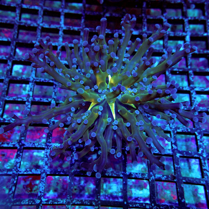 Blueberry Contrast Frogspawn Euphyllia