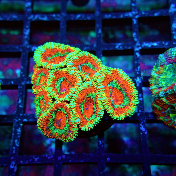 Acan Lord Coral Frag (26)