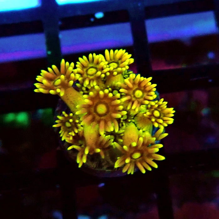 Ultra Multicolor Goniopora Frag