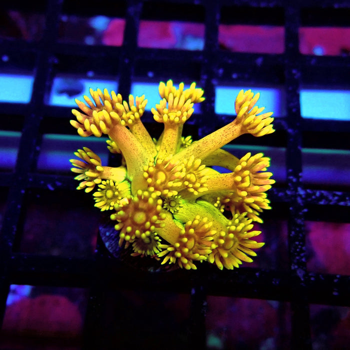Ultra Multicolor Goniopora Frag