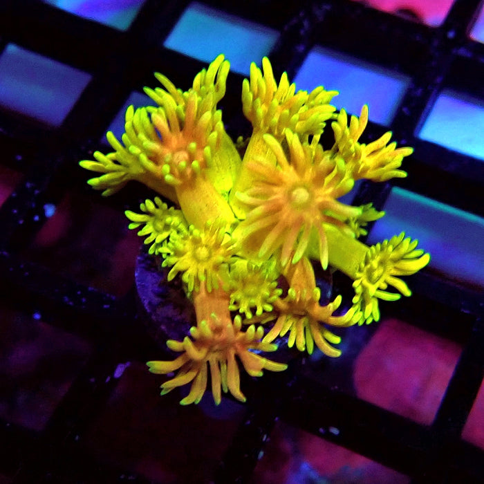 Super Rainbow Goniopora Frag (4)