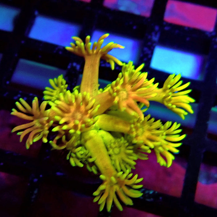 Super Rainbow Goniopora Frag (4)