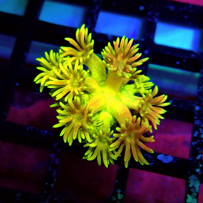 Super Rainbow Goniopora Frag (4)