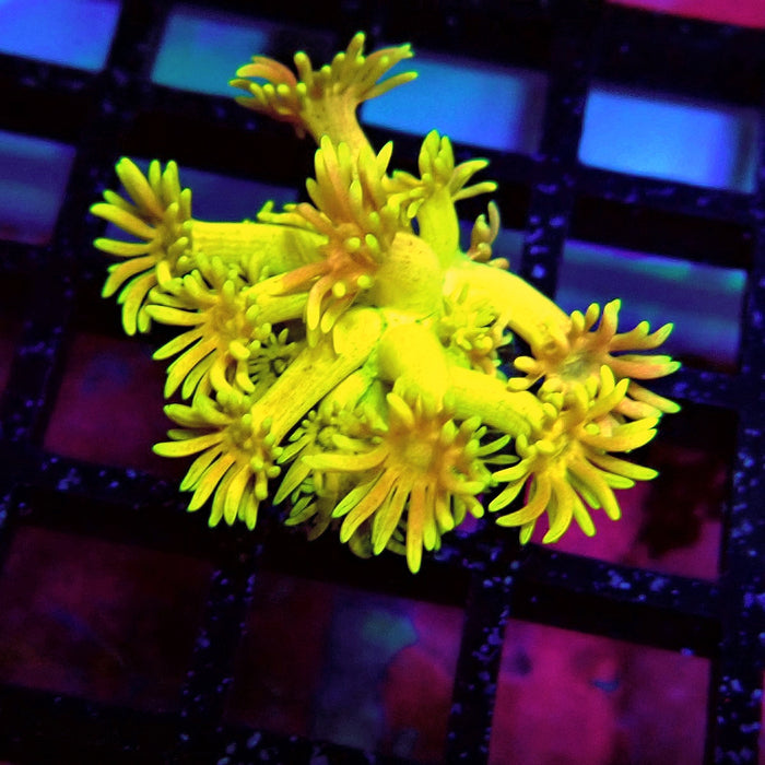 Super Rainbow Goniopora Frag (4)