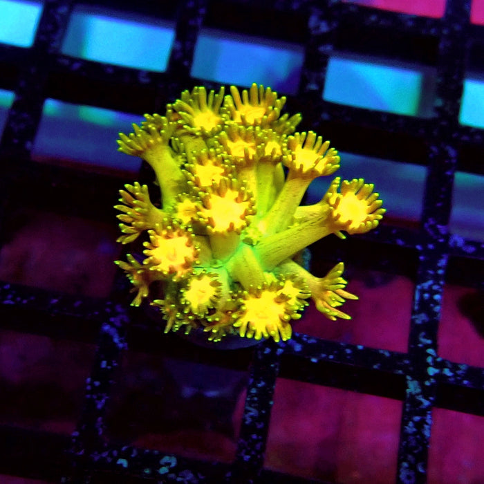 Super Rainbow Goniopora Frag (5)