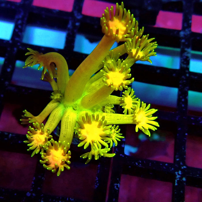 Super Rainbow Goniopora Frag (5)