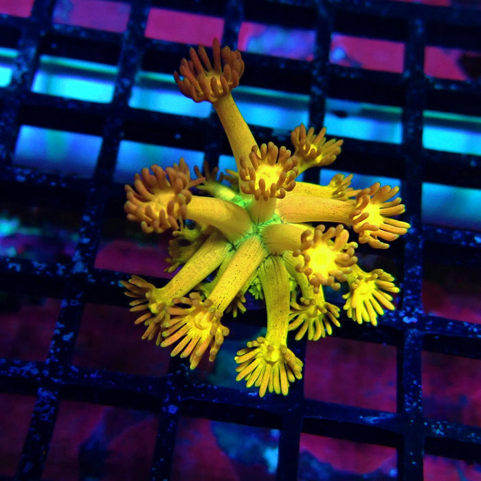 Super Rainbow Goniopora Frag (5)
