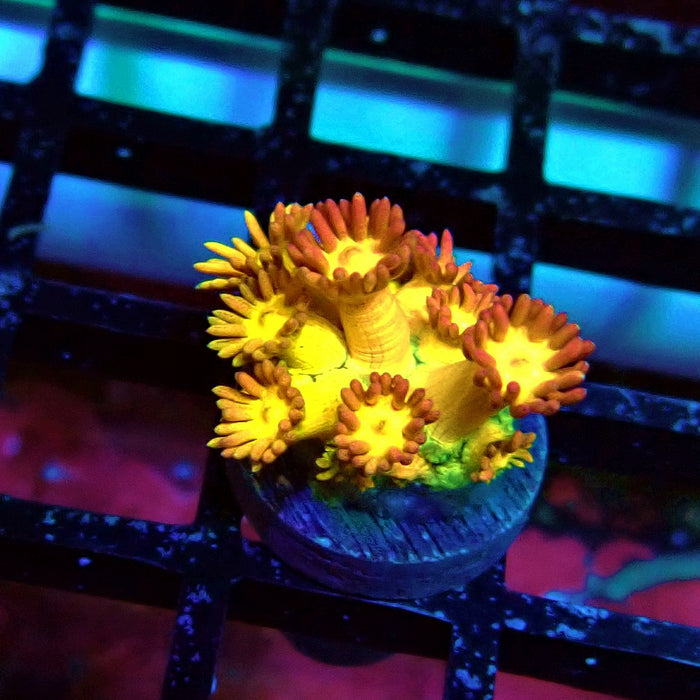 Super Rainbow Goniopora Frag (5)