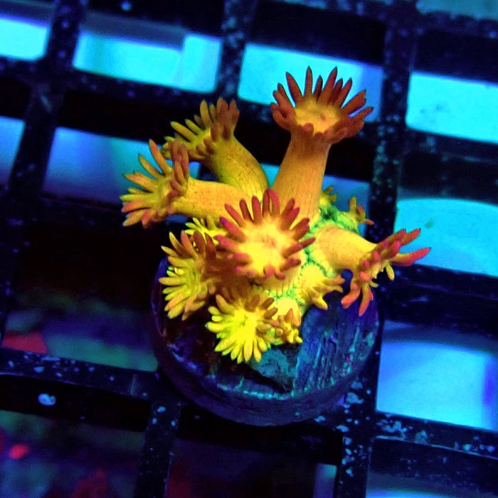 Super Rainbow Goniopora Frag (5)