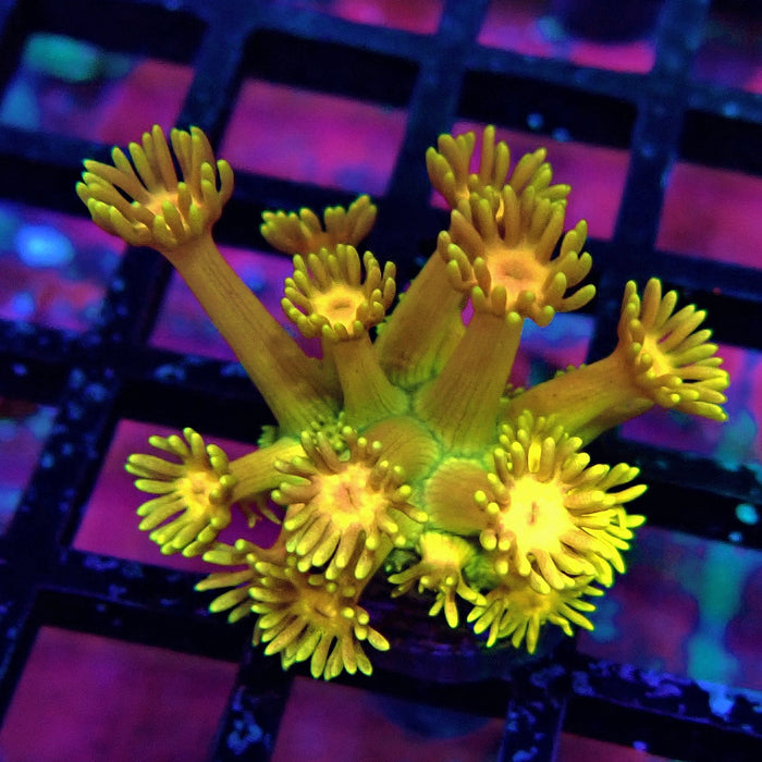 Super Rainbow Goniopora Frag (6)
