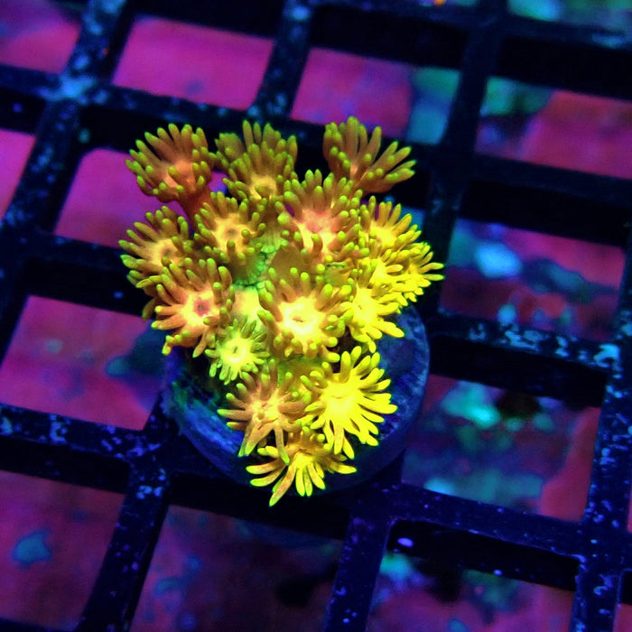 Super Rainbow Goniopora Frag (6)