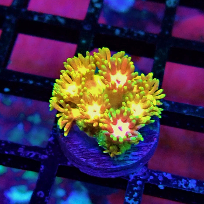 Super Rainbow Goniopora Frag (6)