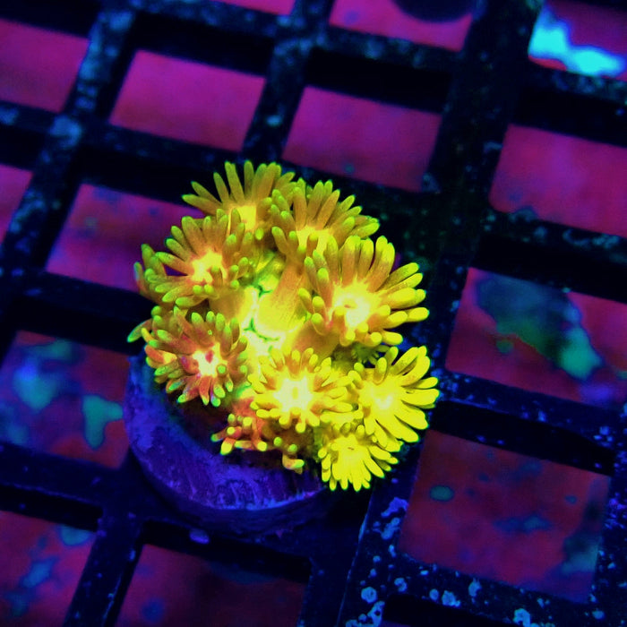 Super Rainbow Goniopora Frag (6)