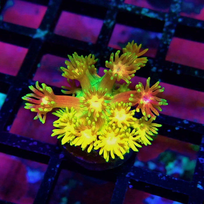 Super Rainbow Goniopora Frag (6)