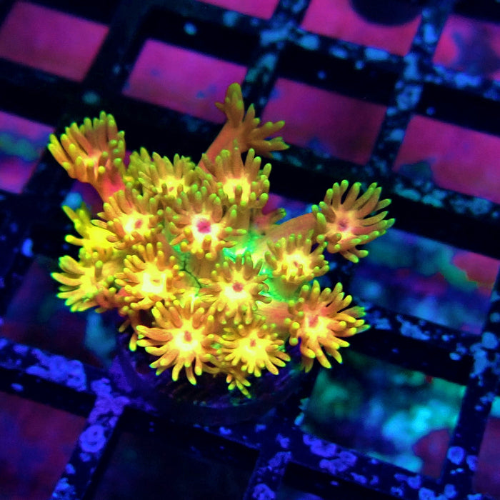 Super Rainbow Goniopora Frag (6)