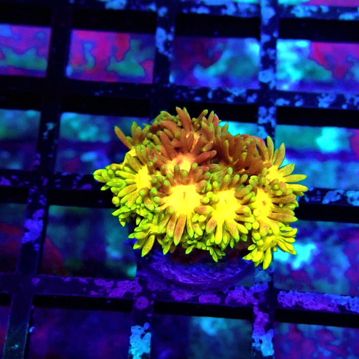 Super Rainbow Goniopora Frag (2)