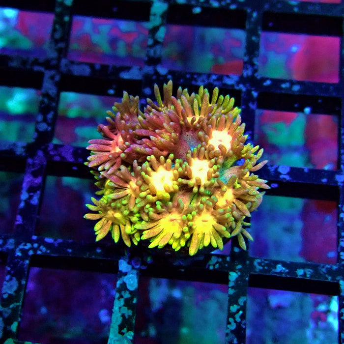 Super Rainbow Goniopora Frag (2)
