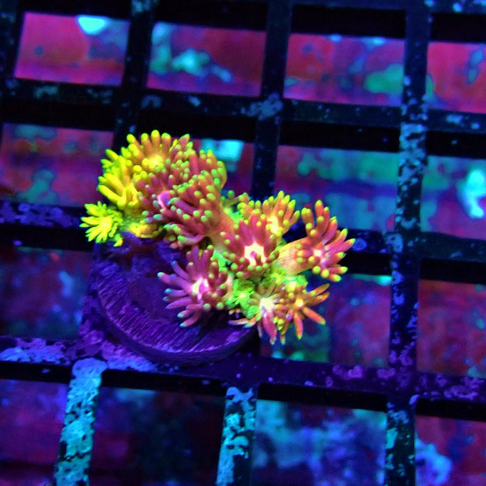 Super Rainbow Goniopora Frag (2)