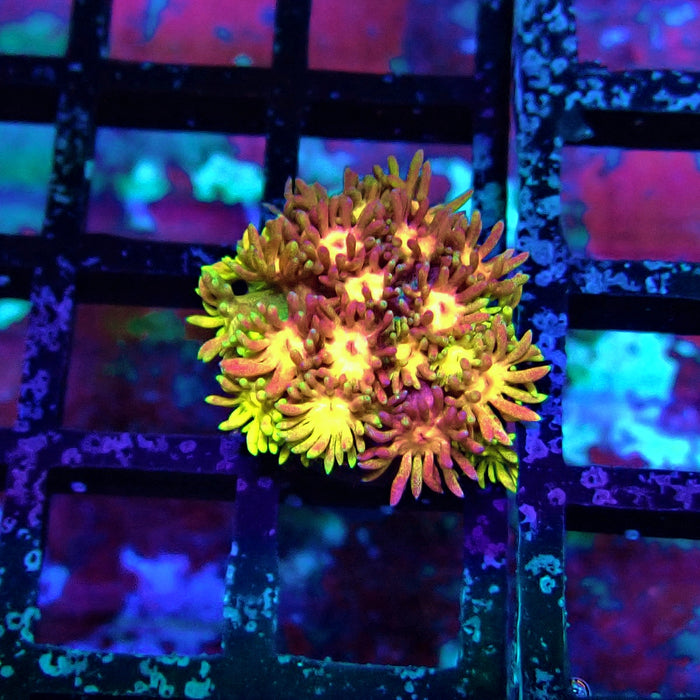 Super Rainbow Goniopora Frag (2)