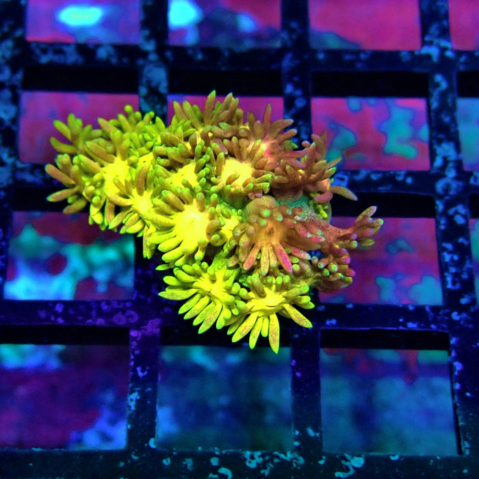 Super Rainbow Goniopora Frag (2)