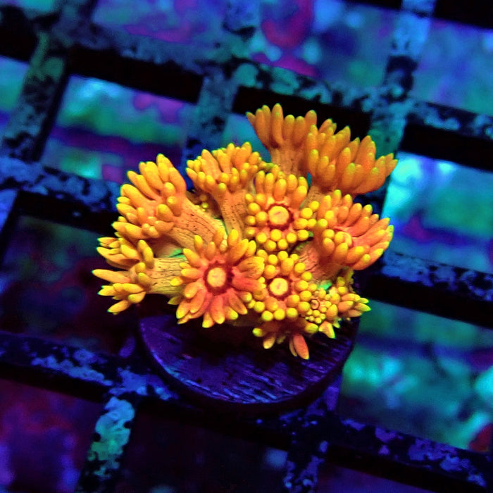 Super Orange Goniopora Frag