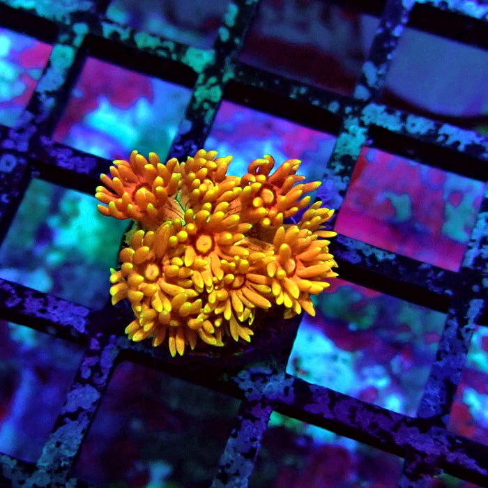 Super Orange Goniopora Frag