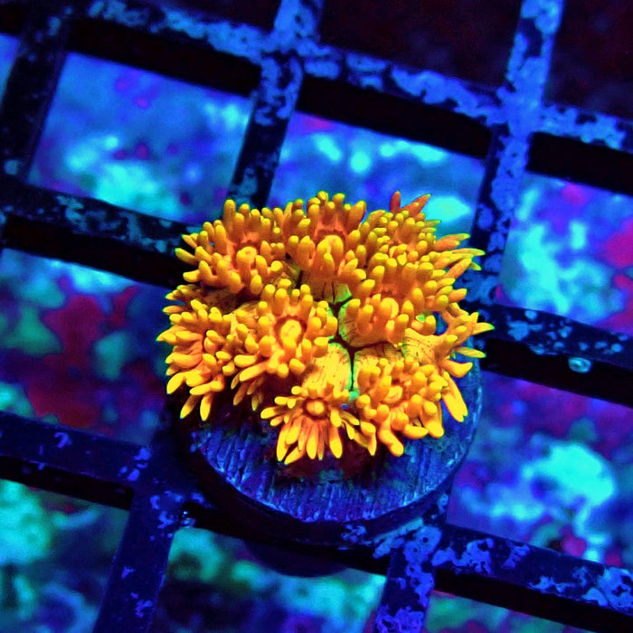 Super Orange Goniopora Frag