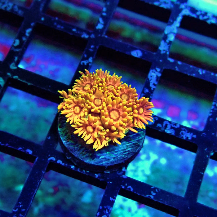 Super Orange Goniopora Frag