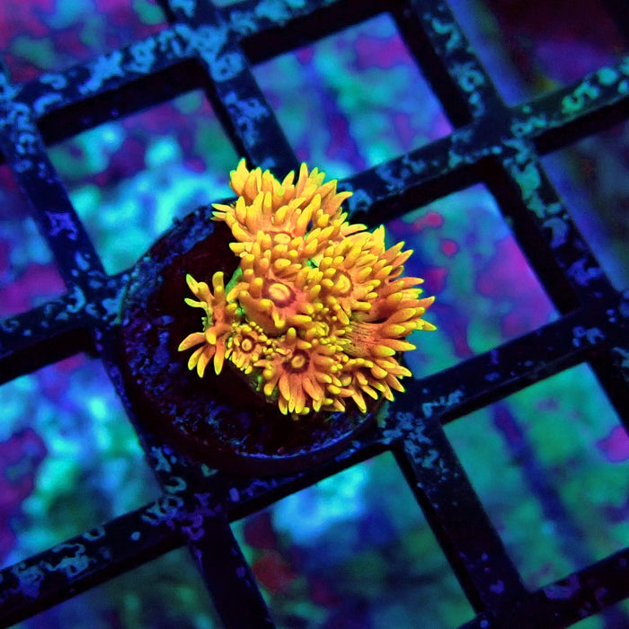 Super Orange Goniopora Frag