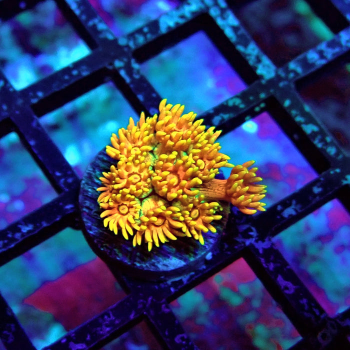 Super Orange Goniopora Frag