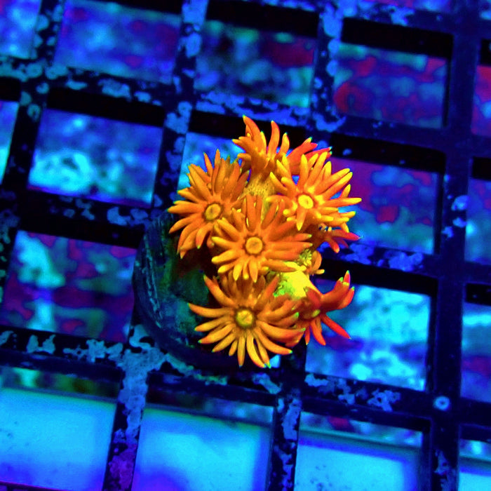 Super Red Orange Goniopora Frag