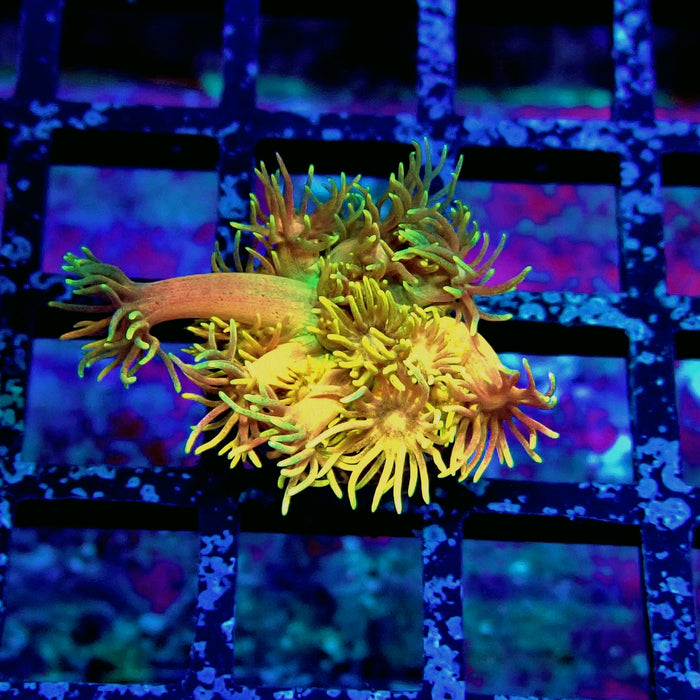 Black Tricolor Goniopora Frag