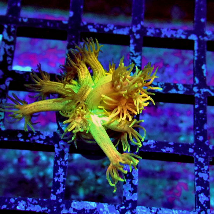 Black Tricolor Goniopora Frag