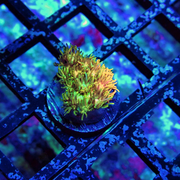 Black Tricolor Goniopora Frag