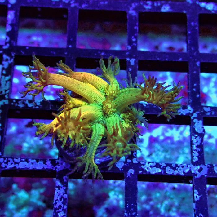 Black Tricolor Goniopora Frag