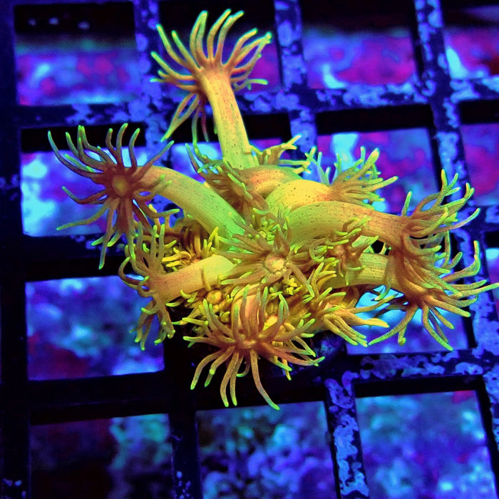 Black Tricolor Goniopora Frag